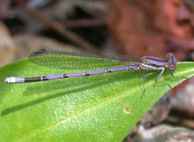Variable Dancer